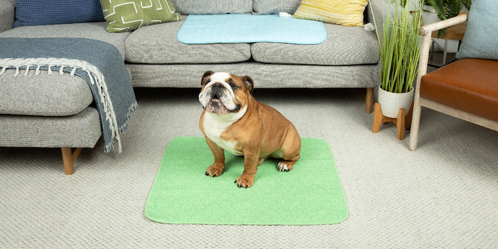 The Ultimate Showdown: Why Potty Buddy Outperforms Every Other Pet Potty Solution