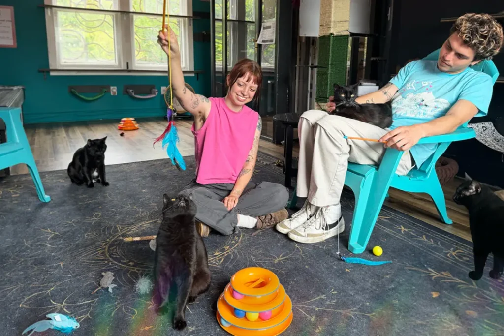 From Cat Cafes to Pet Stores: Best Spots for Pets in the US